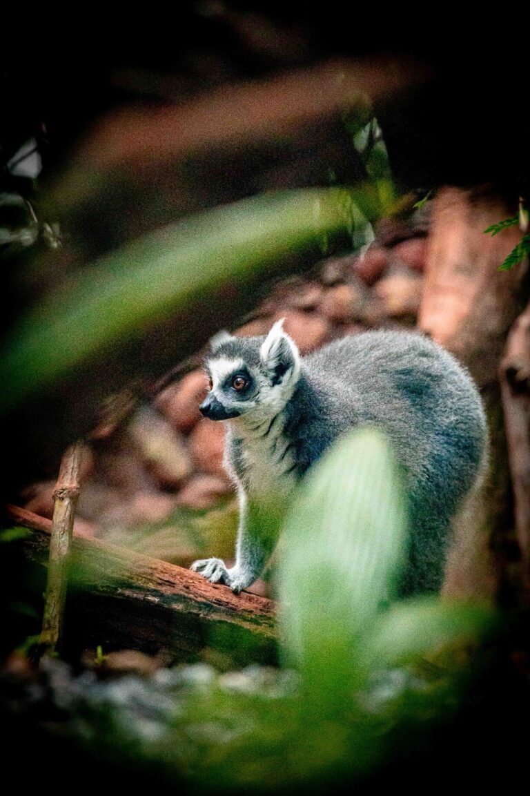 VÍDEO: Espécie ameaçada de extinção que inspirou personagens da animação Madagascar já pode ser visitada no Zoo de Brasília - Noticiário 24H
