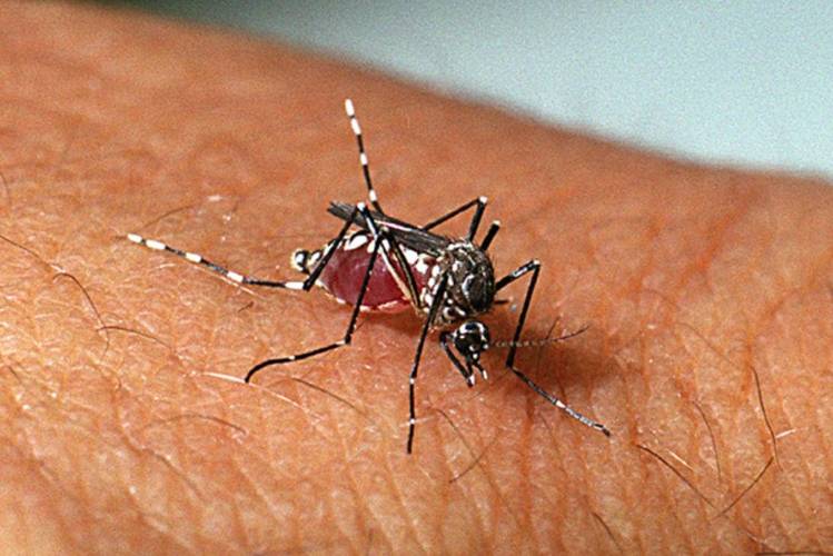 Música eletrônica reduz chance de picadas do Aedes aegypti, revela estudo - Noticiário 24H