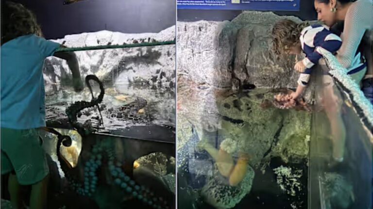 Polvo ataca menino de 6 anos em aquário interativo do Texas - Noticiário 24H