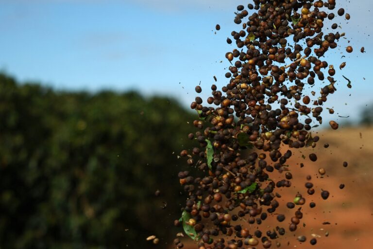 China libera 183 empresas do Brasil para exportar café após tarifaço dos EUA - Noticiário 24H