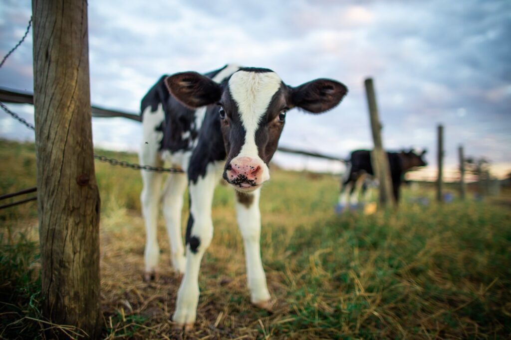 Sem destino certo para bezerros machos, criadores de gado leiteiro investem em carne; veja as diferenças na criação - Noticiário 24H