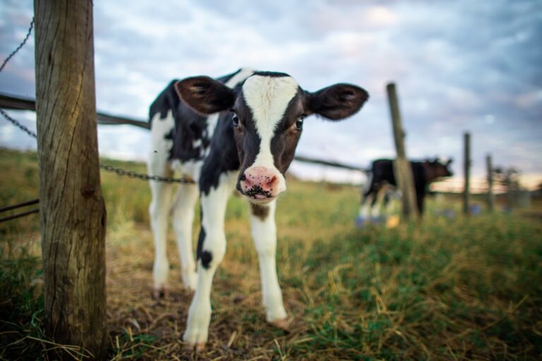 Sem destino certo para bezerros machos, criadores de gado leiteiro investem em carne; veja as diferenças na criação - Noticiário 24H