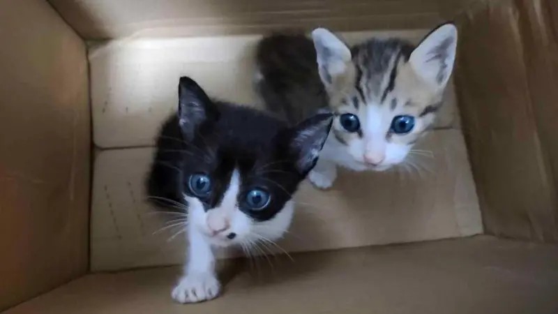 Os assustadores grupos online de tortura de gatos desvendados pela BBC - Noticiário 24H