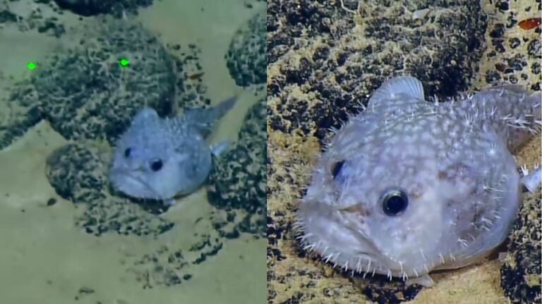 Peixe encontrado nos EUA chama atenção pelo “mau humor” - Noticiário 24H