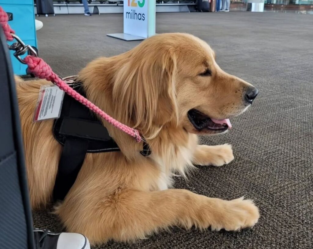 Cães de serviço antecipam crises e salvam vidas de pessoas com diabetes; entenda treinamento - Noticiário 24H
