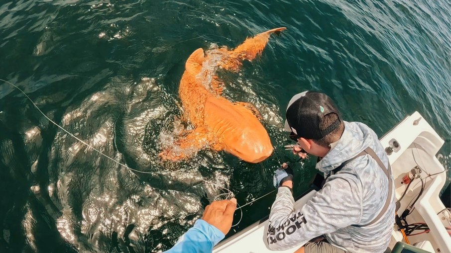 Tubarão-laranja raro é encontrado no Caribe - Noticiário 24H