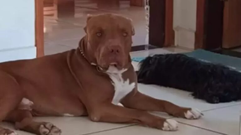 Entidades recorrem ao STF contra lei que bane pitbulls de SC - Noticiário 24H