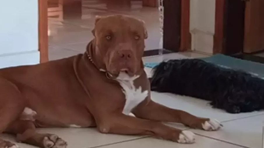 Entidades recorrem ao STF contra lei que bane pitbulls de SC - Noticiário 24H