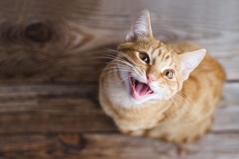 10 nomes para gatos com muita energia  - Noticiário 24H