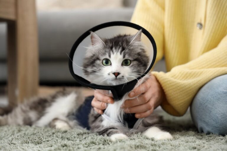 Veja qual é a idade certa para realizar a castração do seu pet - Noticiário 24H