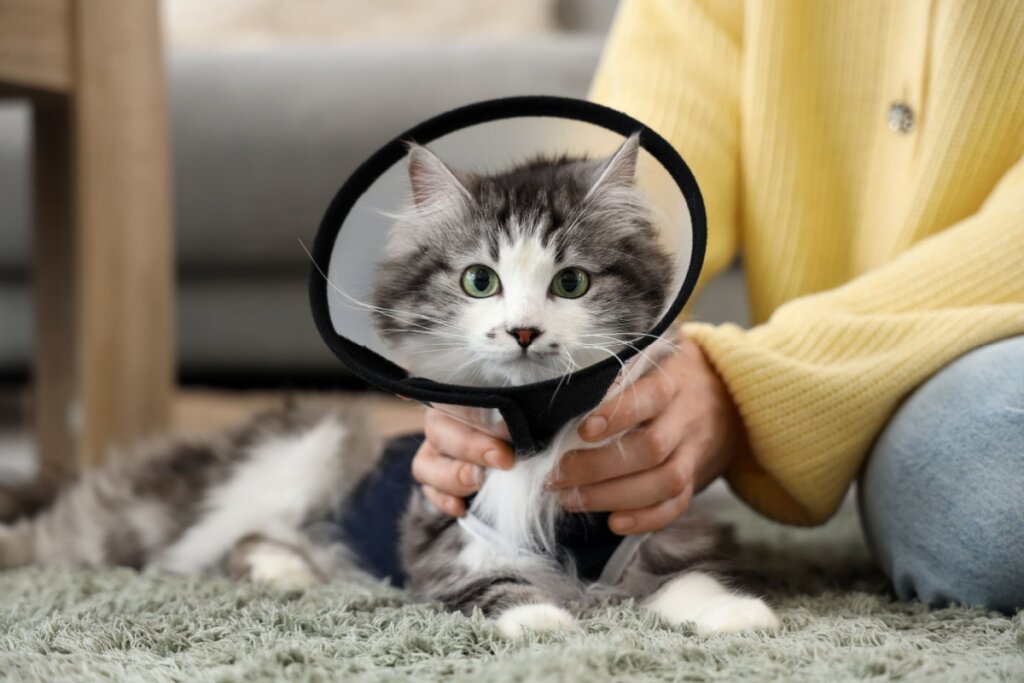 Veja qual é a idade certa para realizar a castração do seu pet - Noticiário 24H